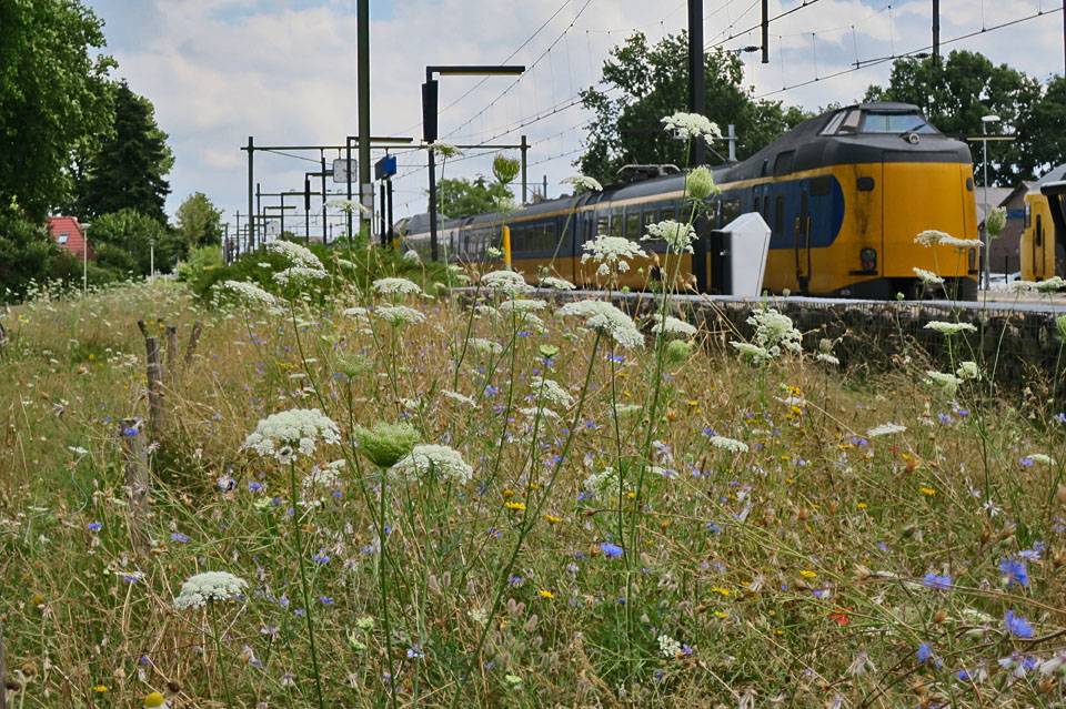 Weidebloemen trekken bijen en vlinders aan.