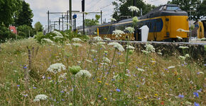 Weidebloemen trekken bijen en vlinders aan.